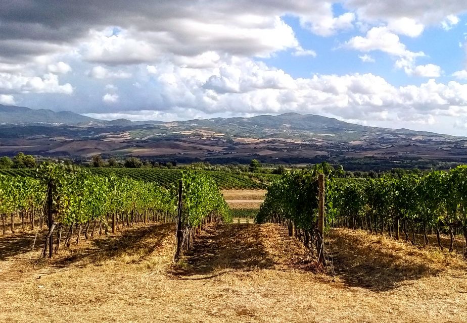 Pinot Noir in Baden-Württemberg. - Pinot Noir Vineyard Exploration