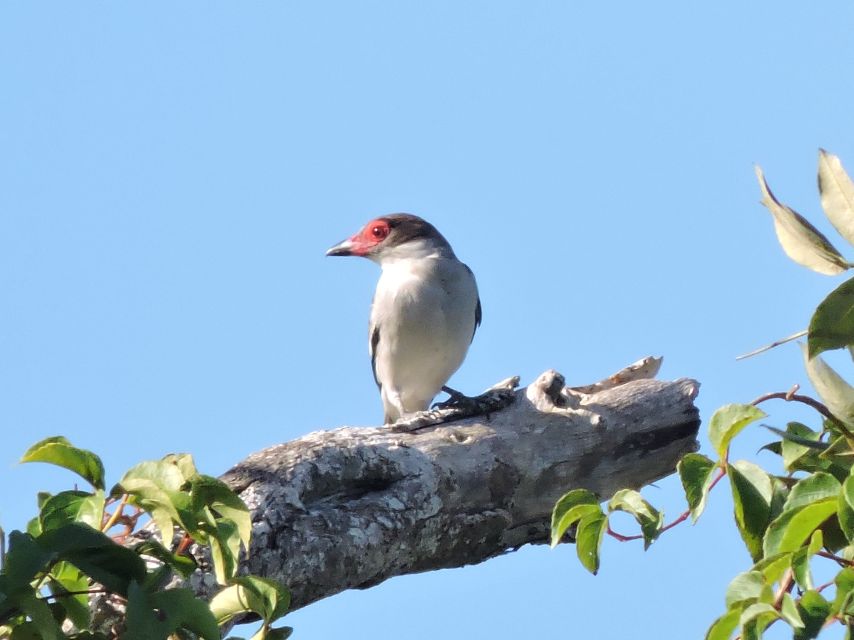 Playa Del Carmen: Guided Birdwatching Hike - Detailed Activity Description