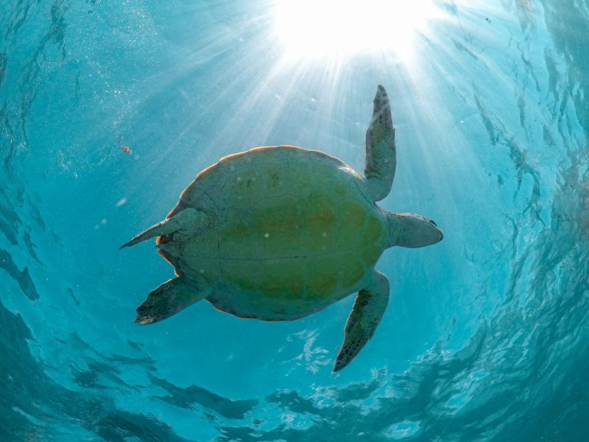 Playa Del Carmen: Swim & Snorkel W/ Turtles at Akumal Beach - Location Details