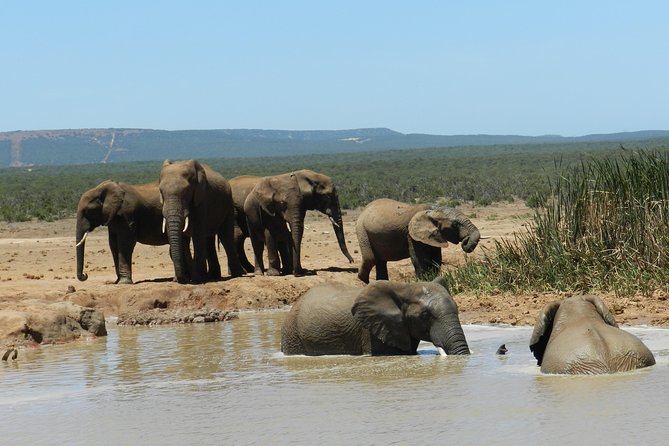 Port Elizabeth Shore Excursion: Addo Elephant Full Day Safari &"Braai"Lunch(BBQ) - Booking Information