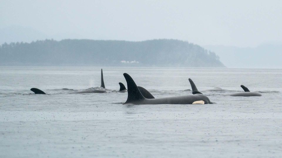 Port Hardy: Sea Otter and Whale Watching - Additional Details