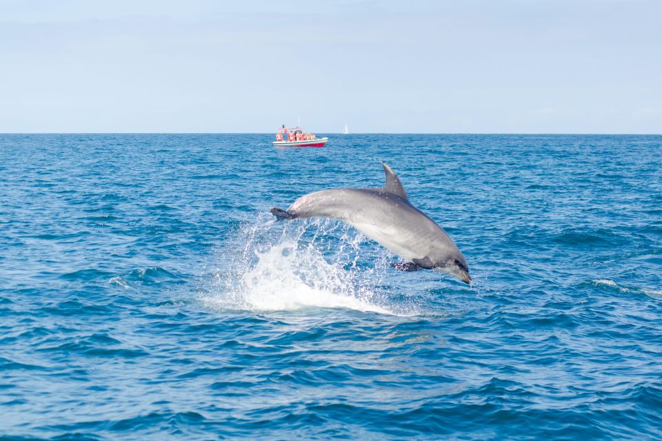 Portimão:2H30 Guaranteed - World of Dolphins & Seabirds - Full Experience Description