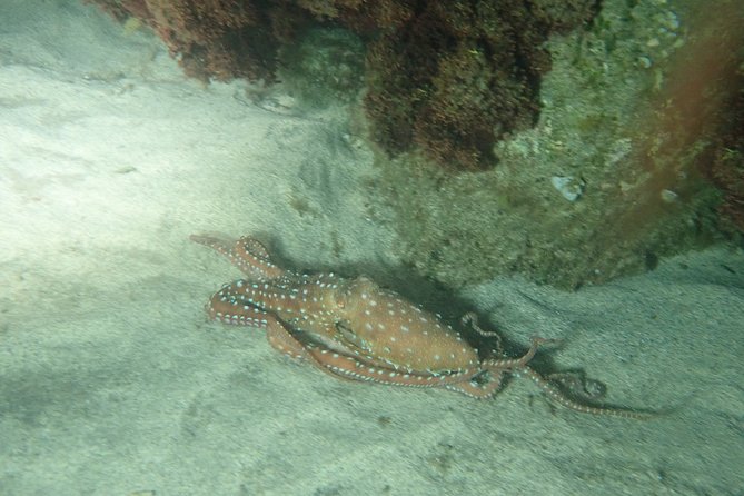 Porto Santo Night Snorkeling Tour - Last Words