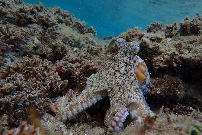 Porto Santo Snorkeling Tour - Equipment Quality