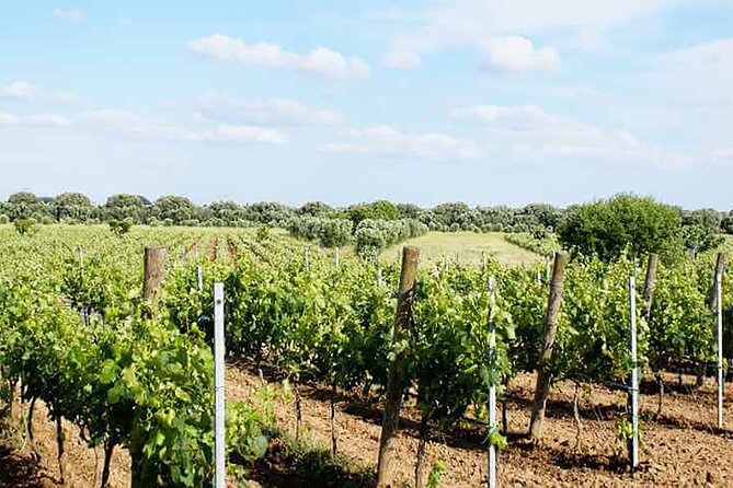 Primitivo and Negroamaro Wine Tour: a Visit to Two Wineries and Typical Lunch. From Lecce - Additional Information