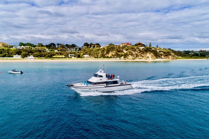 Private 2 Hour Dolphin and Seal Swim Mornington Peninsula - Additional Information