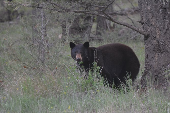 Private Birdwatching Activity in Penticton - Common questions