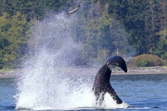 Private Charter - Marine Adventure and Whale Watching - Additional Details