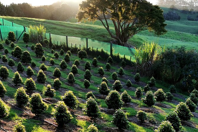 Private Coffee Farm Tour in Doubtless Bay - Common questions