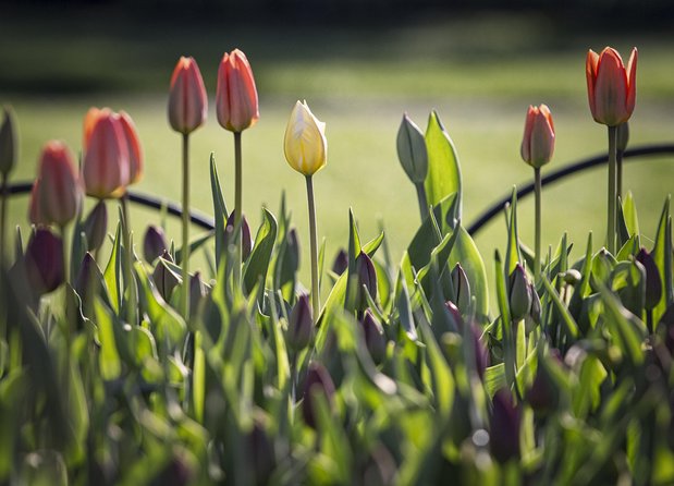 Private Day Tour OTTAWA Tulip Festival May 10-20 From MONTREAL - Cancellation Policy