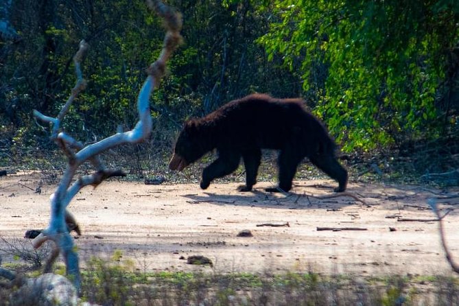 Private Day Tour: Yala National Park Safari Tour From Galle & Weligama - Pricing Options