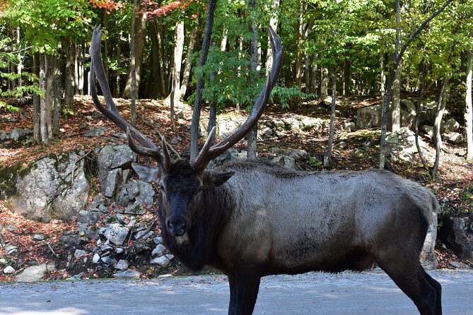 Private Day Trip to Parc Omega and Chateau Montebello From Montreal - Chateau Montebello Visit