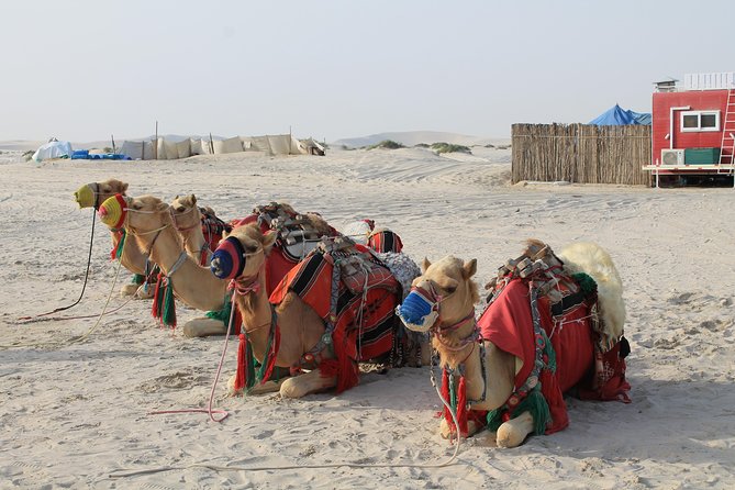 Private Desert Safari With BBQ Lunch/Dinner at Souk Al Wakra Tour - Booking Information