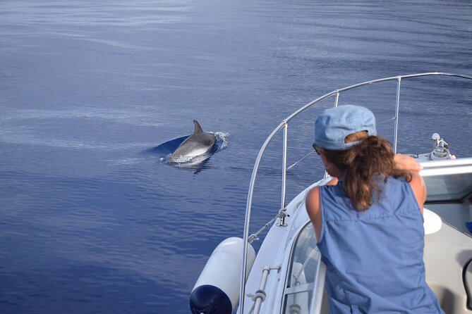 Private Dolphin and Whale Watching Tour in Madeira - Recommendations