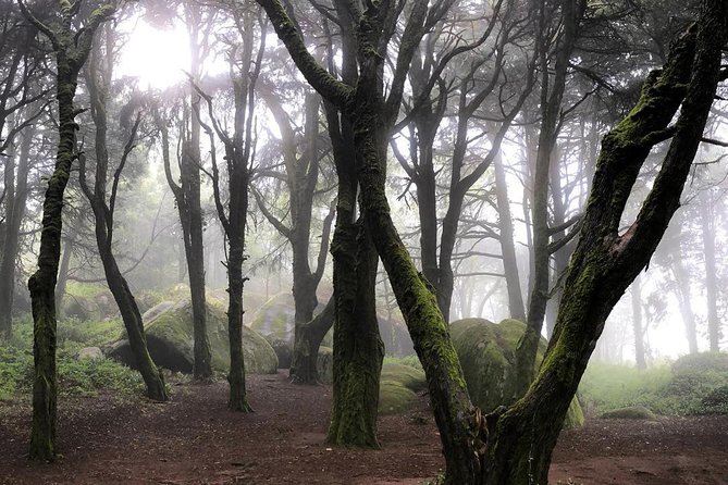 Private Evening Walk Inside the Forest: "Sintra Mountains Inbetween Wolves" - Traveler Photos