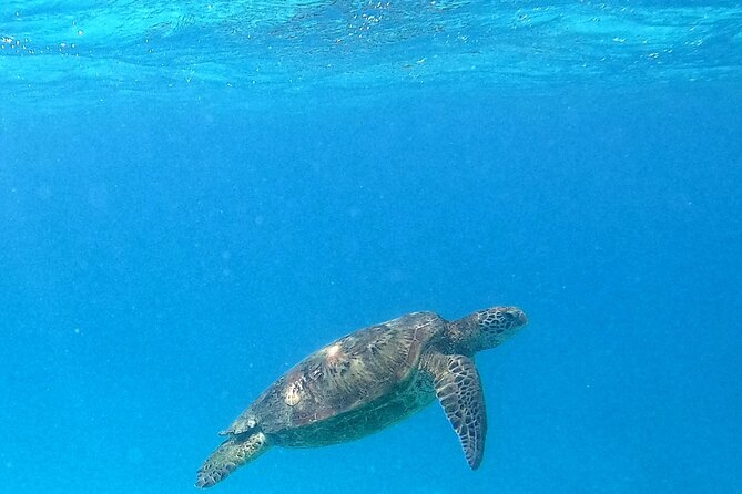 Private Excursion With E-Board in Moorea and Snorkeling - Additional Resources