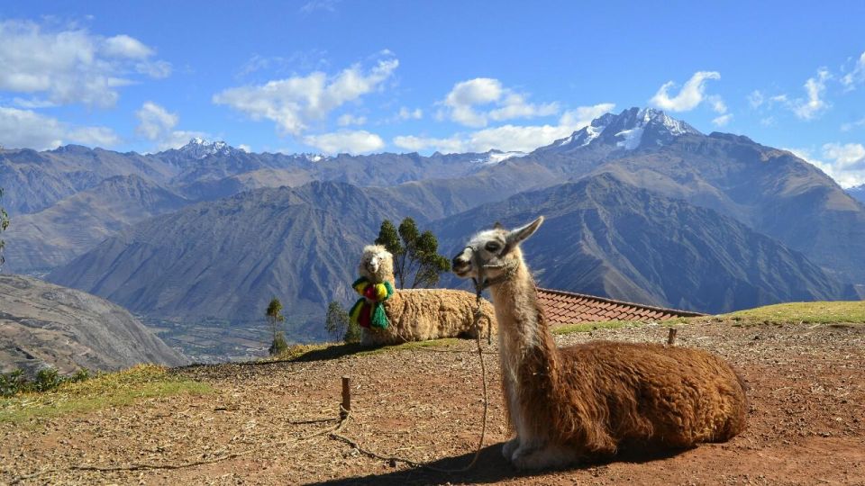 Private From Cusco Alpaca Therapy Creative Craftsmanship - Private Alpaca Therapy Session