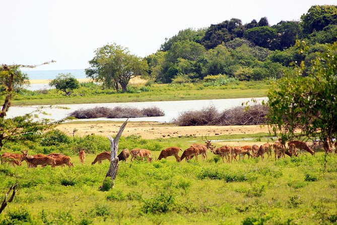 Private Full Day Leopard Safari With Picnic Lunch at Yala National Park - Picnic Lunch Experience