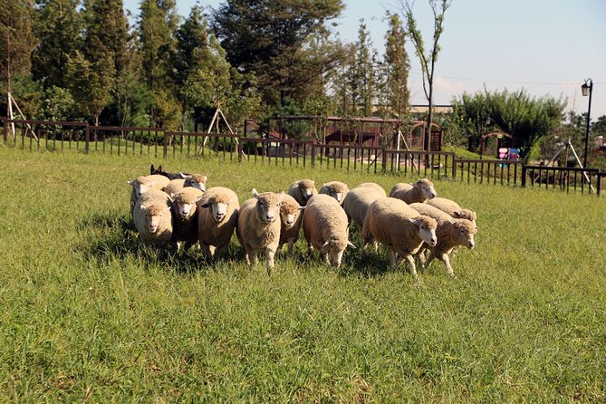 Private Full Day Tour Anseong Farm Land With Gwangmyeong Cave - Booking Information