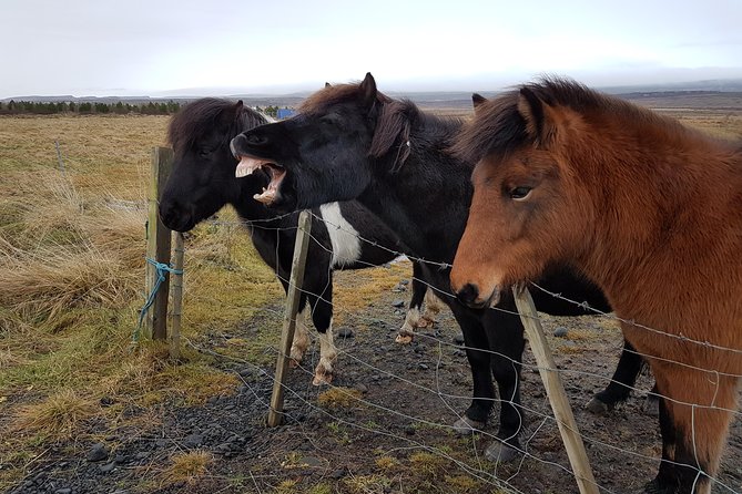 Private Golden Circle Thingvellir,Geysir,Gullfoss,Fridheimar - Pickup Options