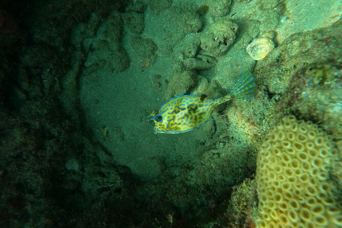 Private Guided Snorkel Tour of Fort Lauderdales Reef - Additional Information and Resources