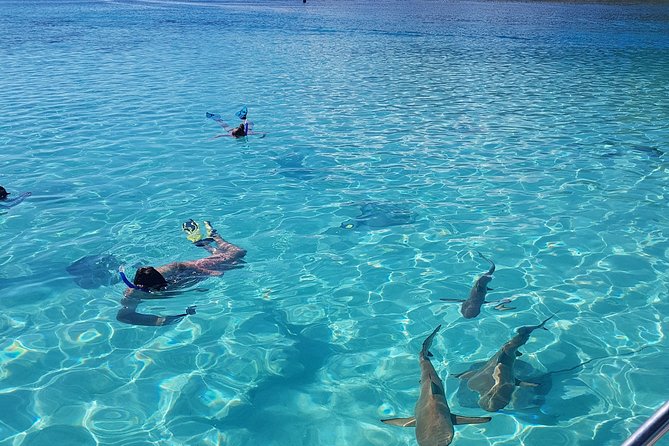 Private Half-Day Snorkeling Tour, Moorea - Safety, Learning, and Positive Feedback