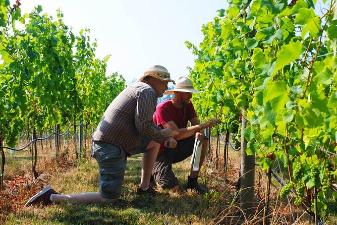 Private Lavish Wine Tour Visiting Emponas, Kritinia and Pataludes Wine Producers - Pataludes Wine Producer