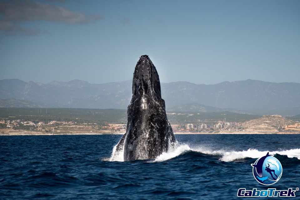 Private Luxury Yacht Whale Watching - Cabo San Lucas Luxury Yacht Experience