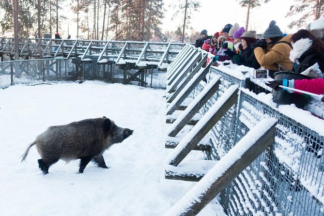 PRIVATE Ranua Zoo Tour From Rovaniemi by VIP Car - Last Words
