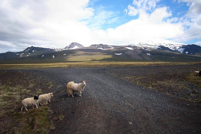 Private Snaefellsnes Peninsula Day Trip by Super Jeep From Reykjavik - Common questions