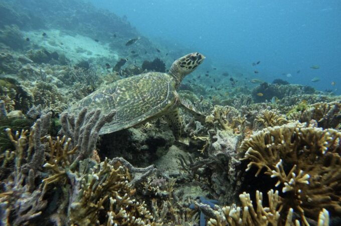 Private Snorkeling Gili Gede, Gili Asahan, Gili Goleng Tour - Booking and Reservation