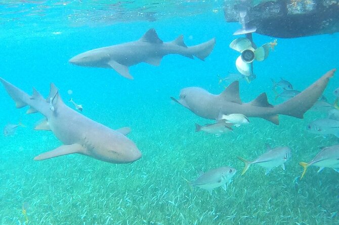 Private Snorkeling (Hol Chan Marine Reserve and Shark Ray Alley) - Reviews and Traveler Experiences