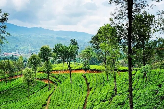 Private Tea Tour and Tea Factory - Participation Details