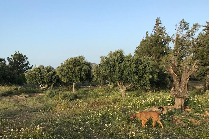 Private Tour: Discover the Secret World of Olives in Afantou - Directions and Meeting Point