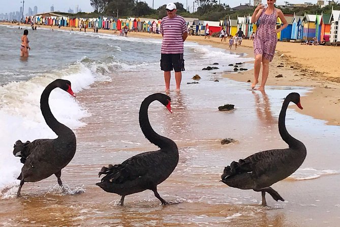 [PRIVATE TOUR] Melbourne City And Bayside Beach Tour - Safety Guidelines