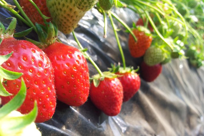 [Private Tour] Organic Strawberry Farm & Nami Island & Petite France - Directions