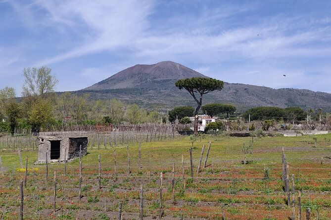 Private Tour Pompeii, Vesuvius and Herculaneum - Cancellation Policy Details