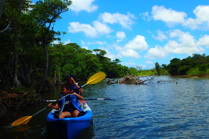 Private Tour Purple Island Mangroves Kayaking Adventure in Qatar - Important Directions