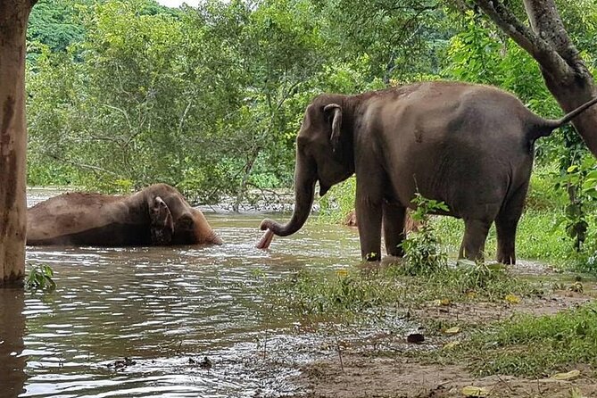 Private Tour to Kanchanaburi Death Railway and Elephant Haven - Feedback and Improvements