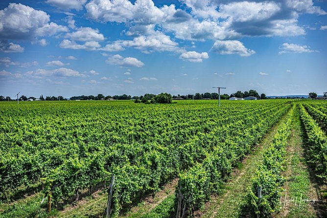 Private Wine and Chocolate Tour in Niagara Wine Region - Reviews