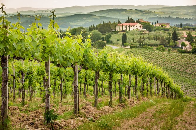 Private Wine Tasting Tour in Frascati - Exclusive - Copyright and Terms