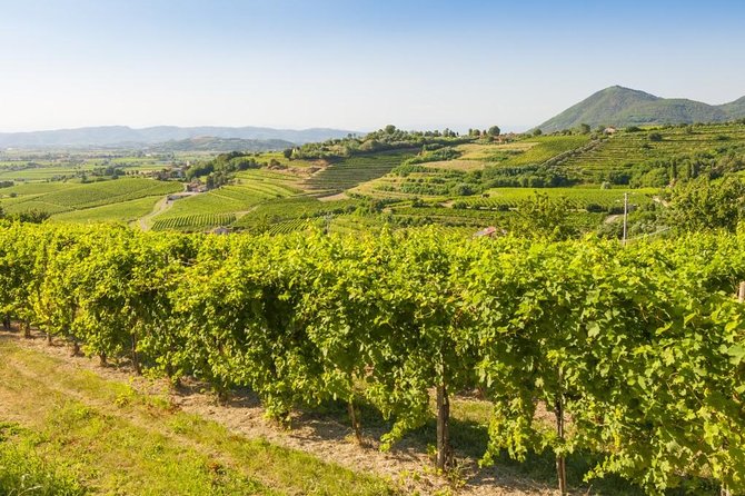 Prosecco Road" Tour With Winery Visits, Tastings, and Lunch  - Treviso - Lunch Delights