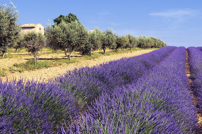 Provence Shared Half Day Lavender Tour From Aix En Provence - Review Platforms