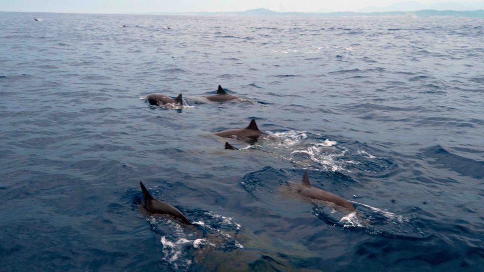 Puerto Escondido: Sunrise and Dolphin Watching Tour - Pricing Information