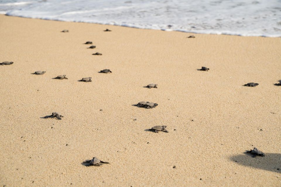 Puerto Escondido: Turtle Release Experience - Additional Details
