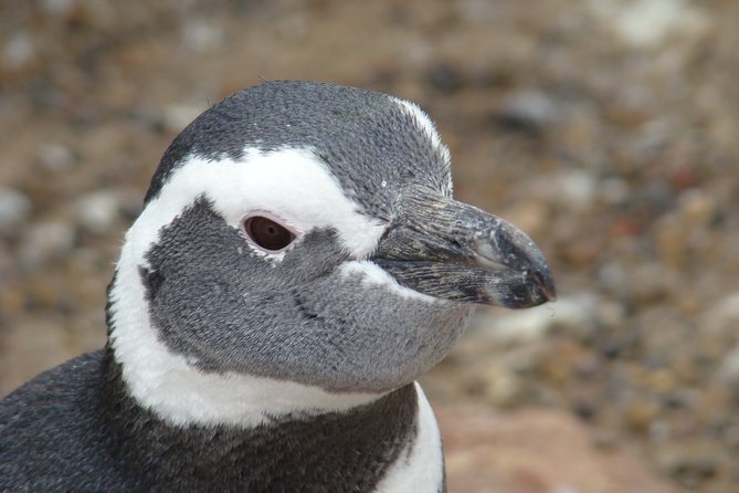 Puerto Madryn Shore Excursion: Private Day Trip to Punta Tombo Penguin Colony - Common questions