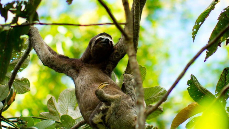 Puerto Maldonado: Parrot and Macaw Clay Lick Excursion. - Indulge in a Delicious Lunch