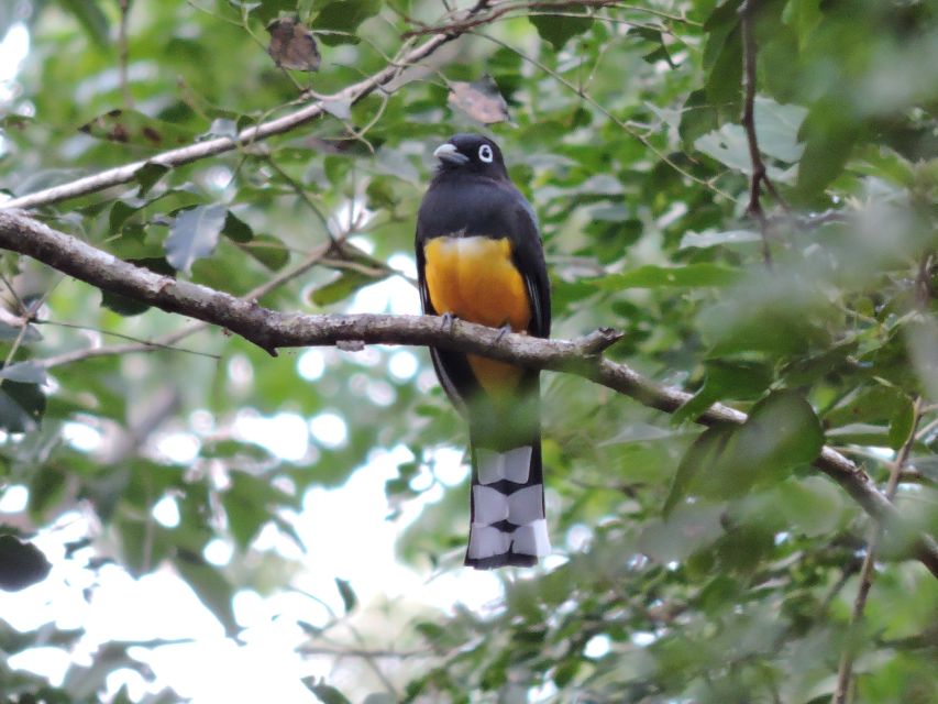 Puerto Morelos: Cenotes Birdwatching Tour Route - Meeting Point Details