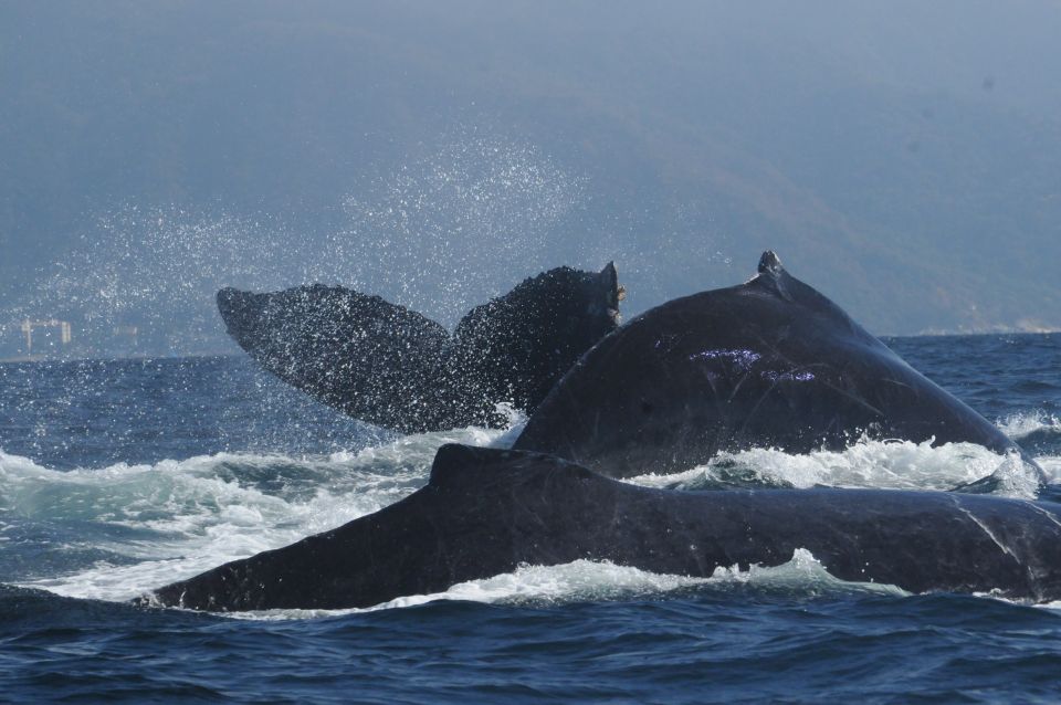 Puerto Vallarta: Humpback Whale Research Adventure Tour - Common questions