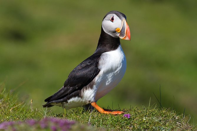 Puffin and Volcano Minibus Tour - Guided by Ebbi - Booking Information